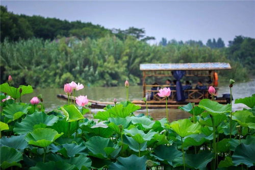 你心動的,都在這 沙家浜景區(qū)在四季與你訴說 她 的故事